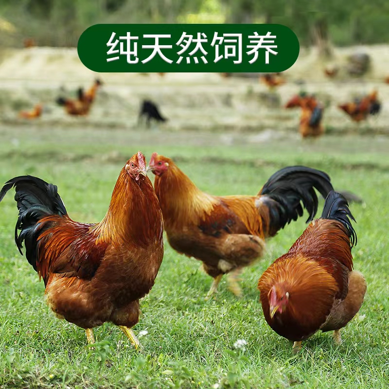 SOD生态冻鲜公鸡2.5斤/盒